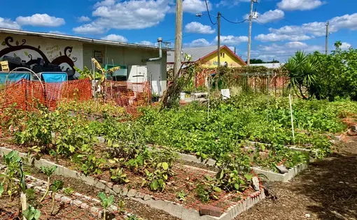 A community garden