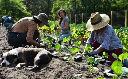 Three individuals tend to a garden. A dog lies in the foreground.