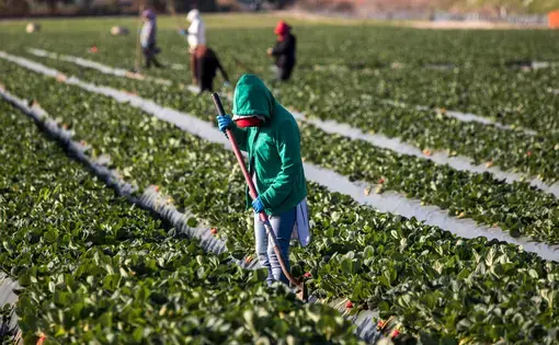 Woman farm worker in green sweatshirt in strawberry field with shovel and other farms workers and rows of strawberry plants in background