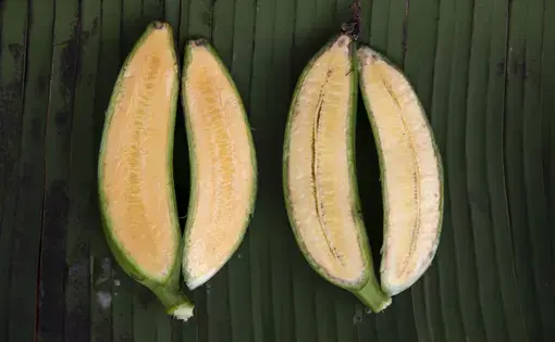 two bananas, cut lengthwise, sit on a green leaf