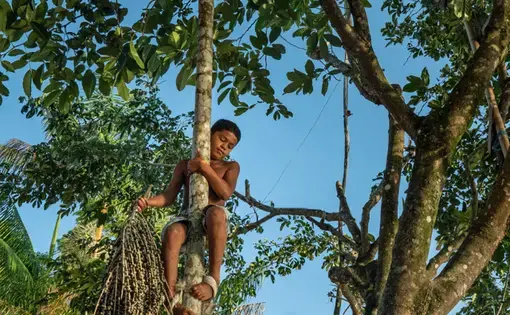 a child climbing in a tree