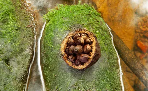 A hedgehog of chestnut sitting on a leaf.