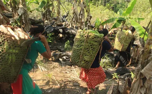 Three Jamamadi girls carrying straw baskets on their backs.