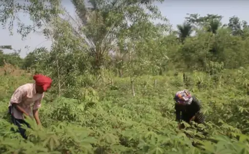 Two women working in the field of Tshopo Lands.