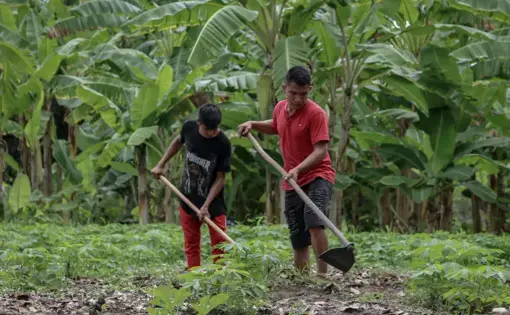 Two young men use hoes to till a plot of land.
