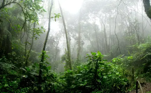 Amazon Rainforest.