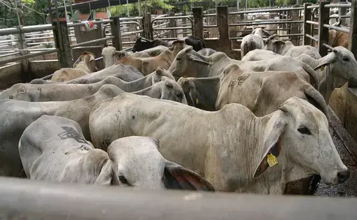 A shed full of cows.