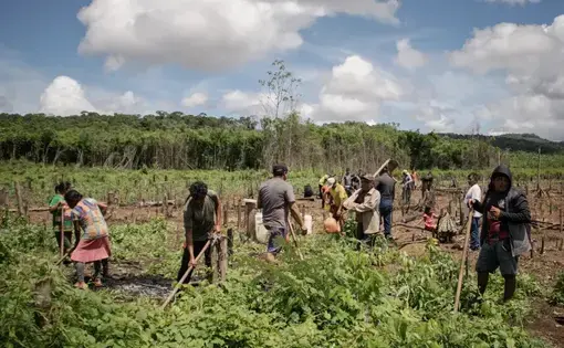 A group of people working in the fields on a bright sunny day.