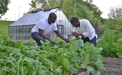 Two Black men work examine plants in a garden