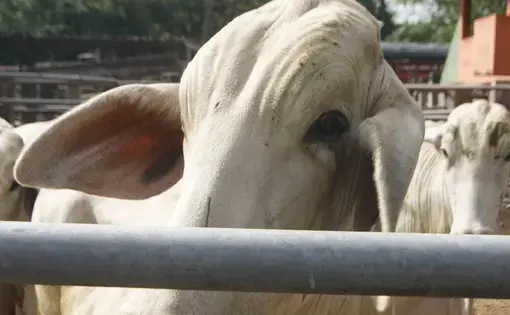 A close-up shot of a cow.