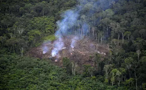 Illegally cut trees burin in the middle of a natural reserve.
