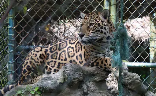 A jaguar is sitting in a rescue shelter.