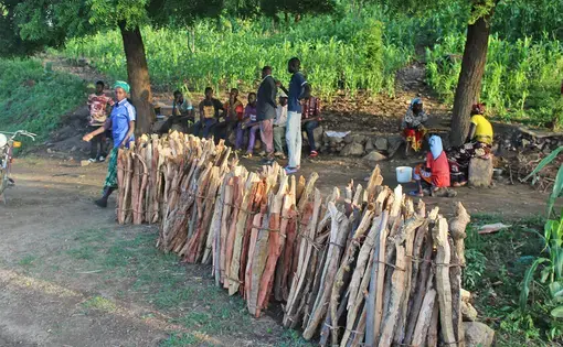 Villagers cutting and selling firewood.