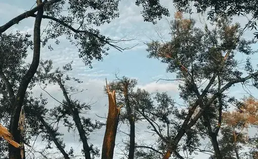 Cut down tree against the blue sky.