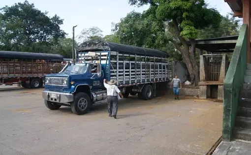 A truck full of livestock.