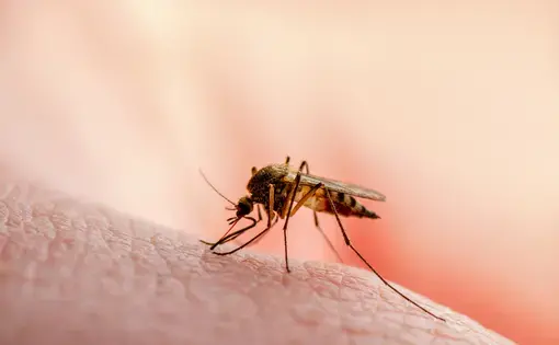 Mosquito biting skin. Image by nechaevkon/Shutterstock.