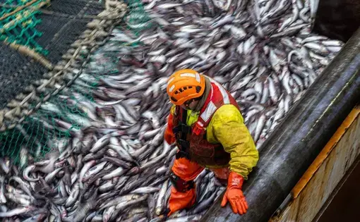 A man in bright protective rubber garments stands among a pile of small fish