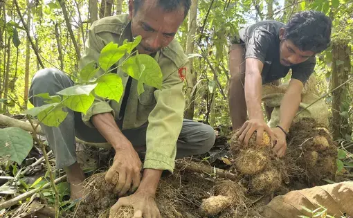 Two men planting tubers in the soil.
