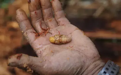 A palm holding a caterpillar.