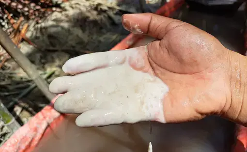 A hand smeared in sago starch.