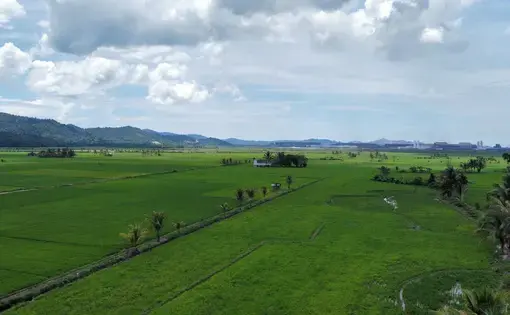 A scenic expanse of farmland in Sulawesi Islands.