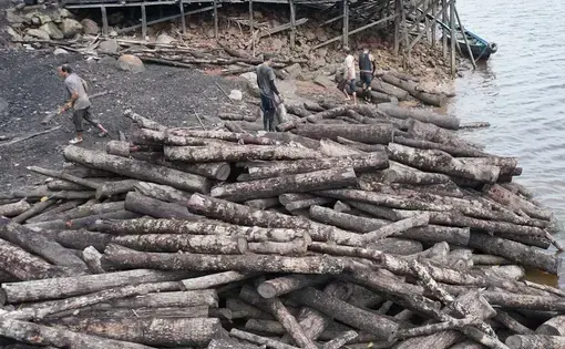 Wood cut from mangrove forests.