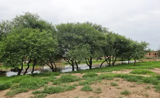 A stretch of trees.