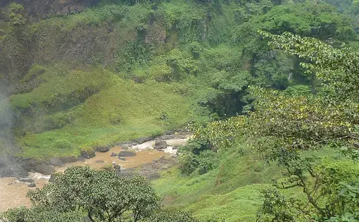 forest in Cameroon