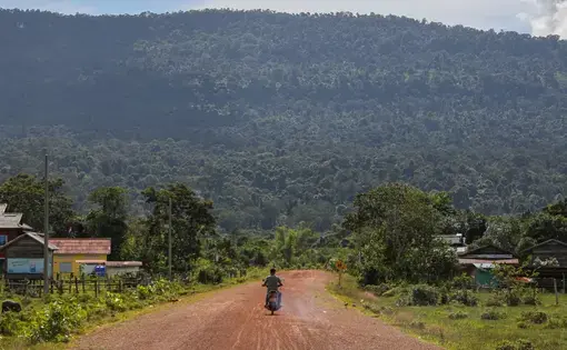 a road in the rainforest