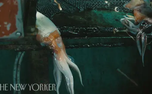 At night, two freshly-caught pink and white squid hang on the edge of a fishing boat table
