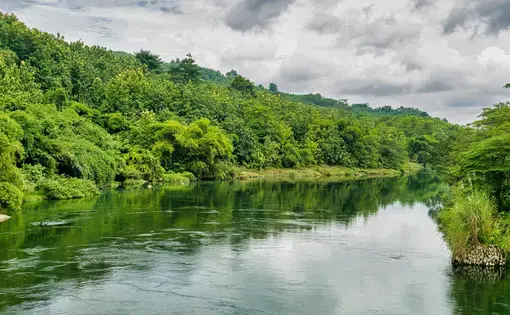 Photo of River in Between Trees