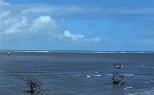 A flat seashore with dead trees emerging from the water
