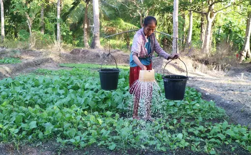 A woman is giving water to crops in the field.