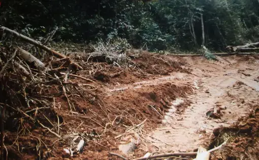 Muddy tracks built amidst the forest.
