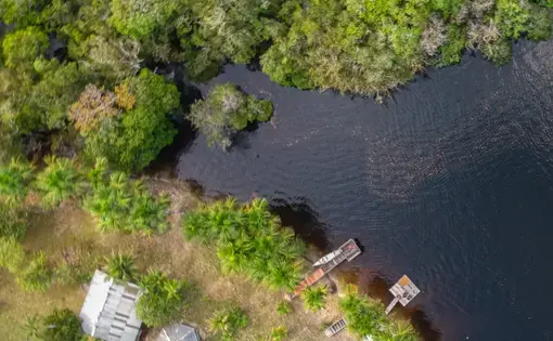amazon rainforest
