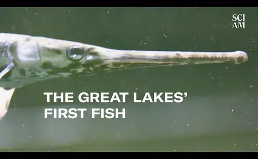 youtube thumbnail of video showing a fish with a long snout