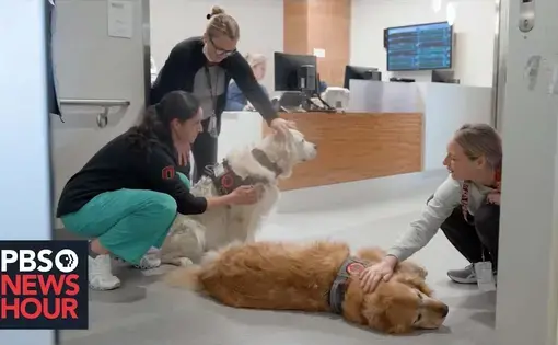 Three nurses crouch down to pet two golden retriever service dogs at a hospital nursing station.