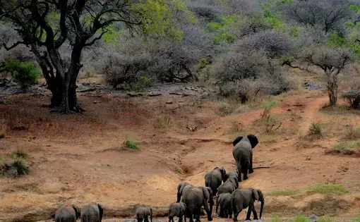 A herd of elephants roaming around in a national park in South Africa.