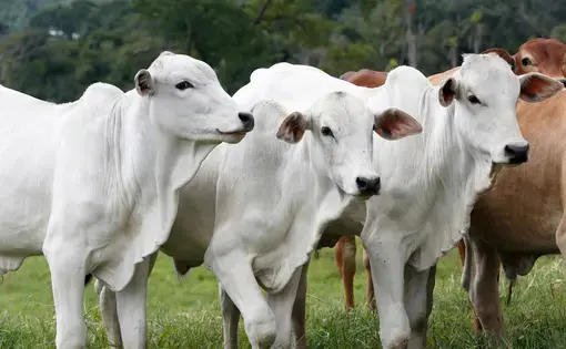 Cattle for meat production in pasture. Sao Paulo State, Brazil. Image by casa.da.photo/Shutterstock.