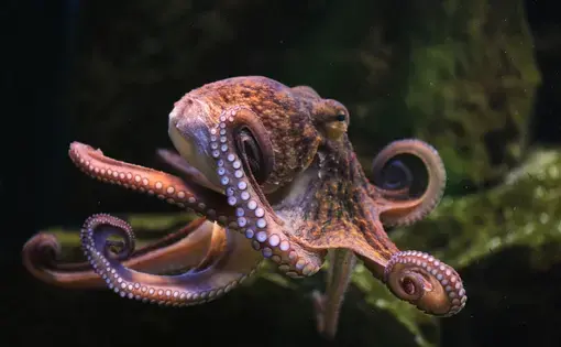 The common octopus. Image by Vladimir Wrangel/Shutterstock.