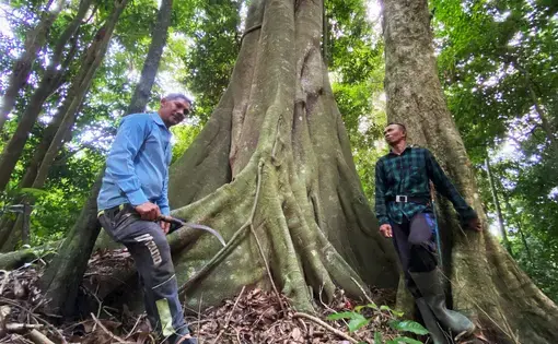 Indigenous patrol men stand besides a towering tree.