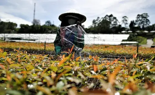 A sprinkler waters eucalyptus seedlings in a nursery.