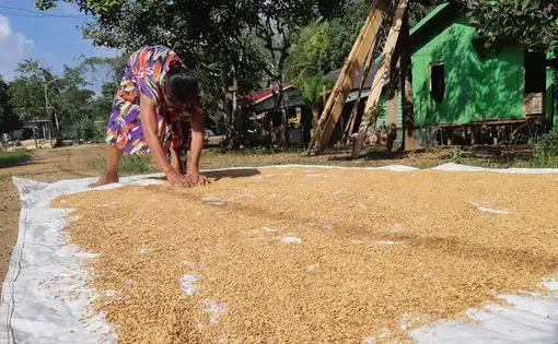 A woman in multicoloured dress is drying grain under the sun.