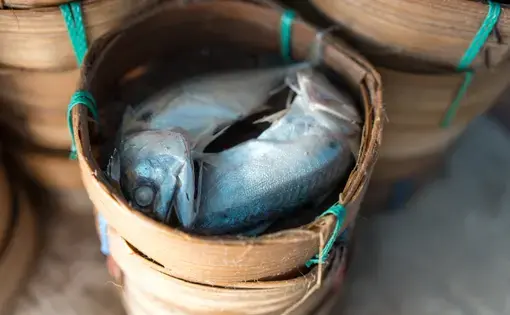 A basket of dead fish