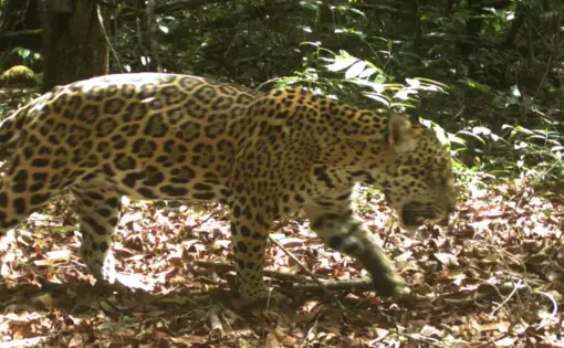 jaguar