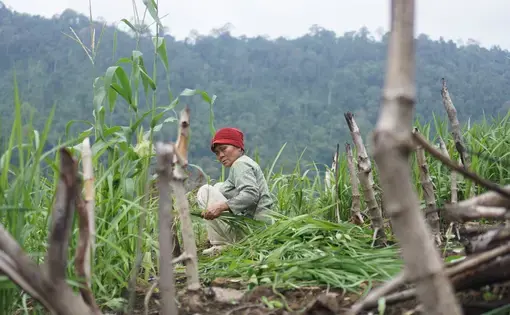An old woman wearing a bright red cap is half turned, working in the field.