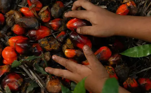 Two hands pick up fallen orange-coloured palm fruits.