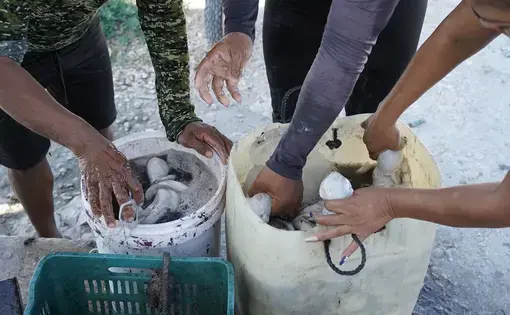several people's hands reach into buckets of fresh-caught octopus