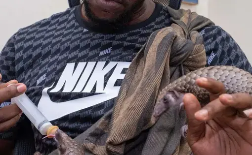A man plucks Pangolin's teeth.
