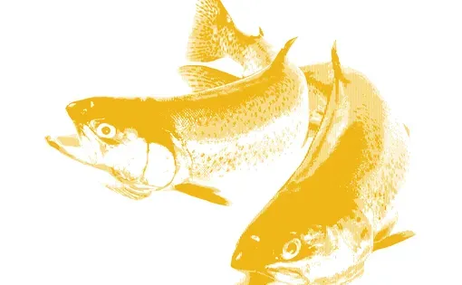 a yellow halftone illustration of two trout